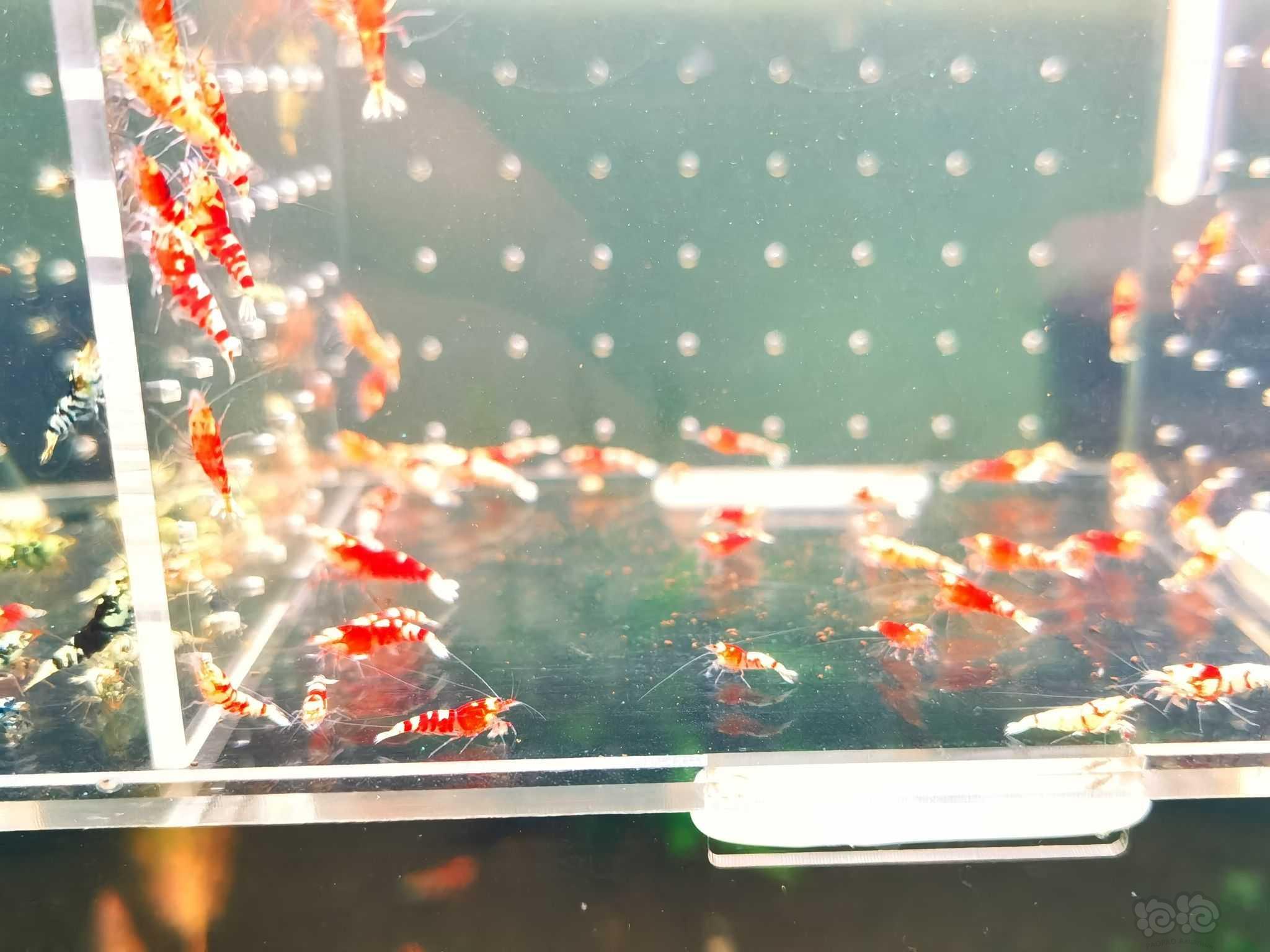 【虾螺】出售淘汰红黑花虎2百一组-图1