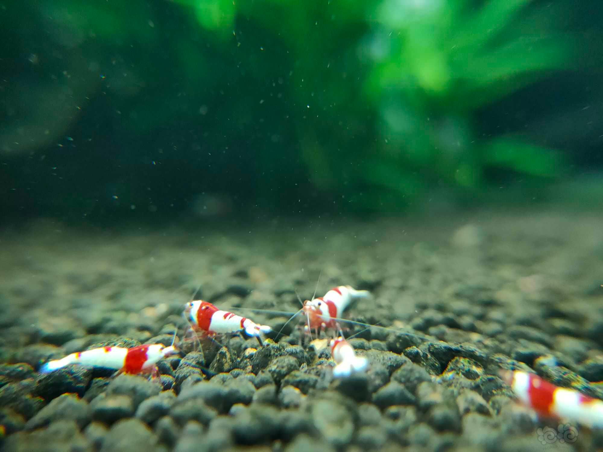 【水晶虾】出两组红白厚甲红爪苗-图1
