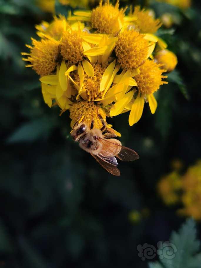 蜂与秋菊-图1