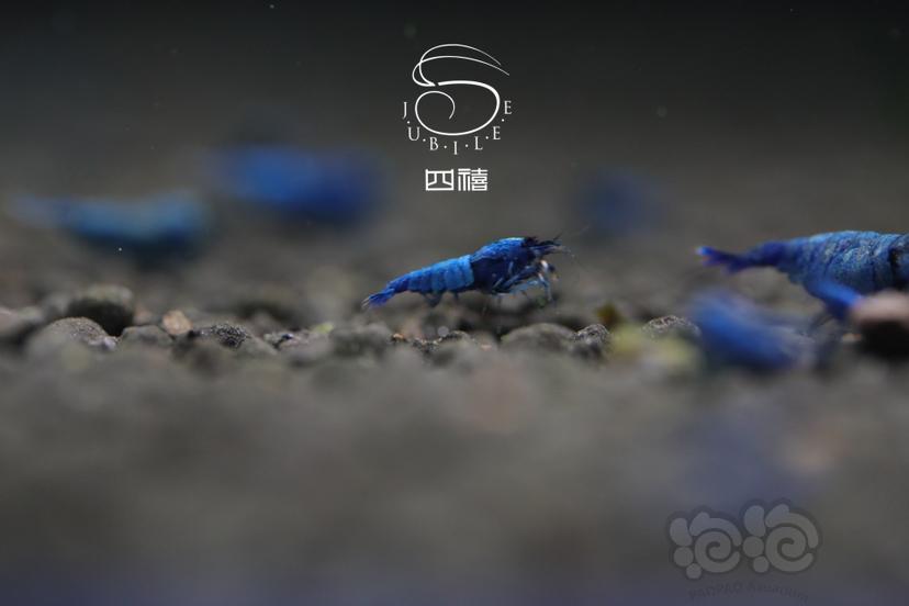 【虾】2022-11-05#RMB拍卖蓝金刚五只-图5