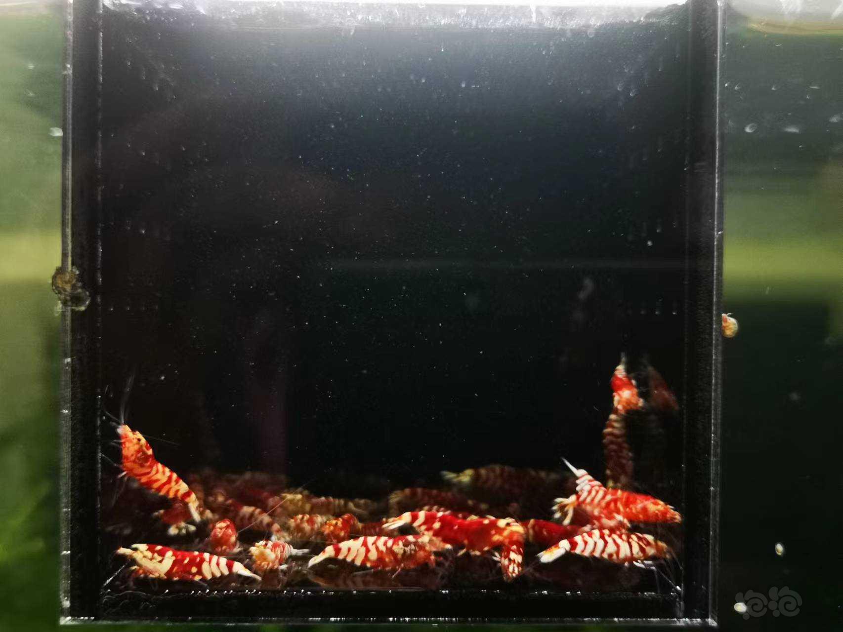 【虾】2022-11-05#RMB拍卖红花虎-图2