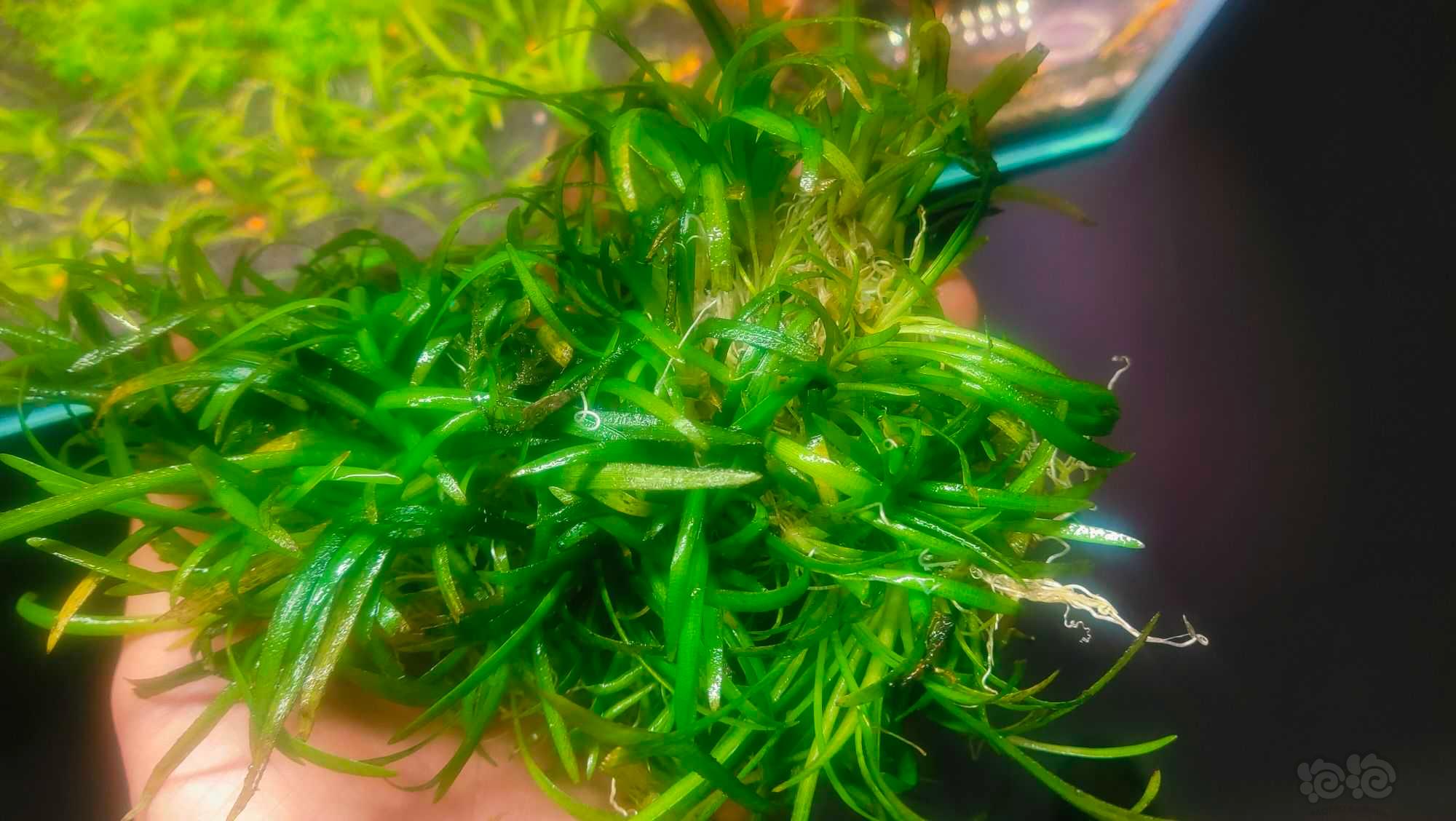 出一些小水兰有轻微的藻-图2