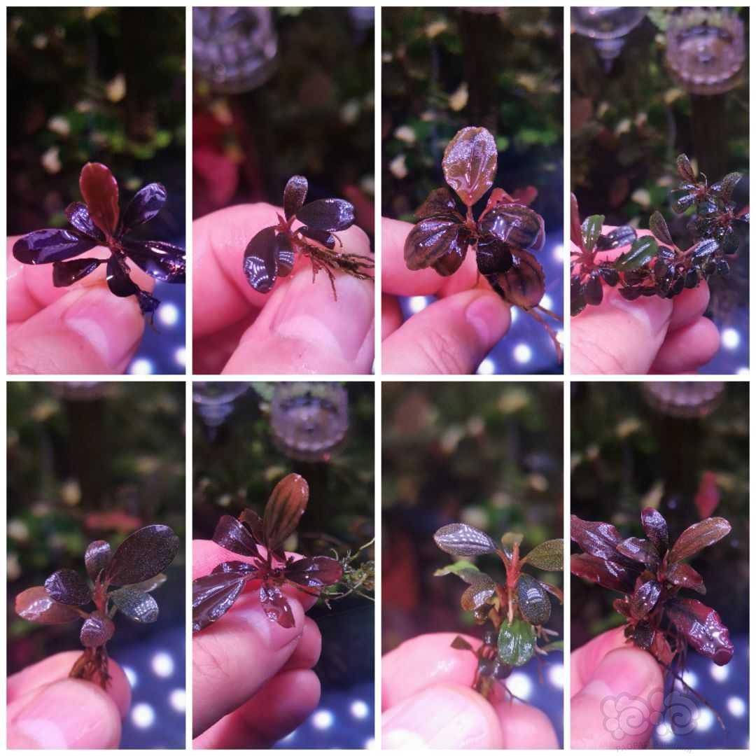 翻缸剩下一组老品种辣椒榕98包顺丰