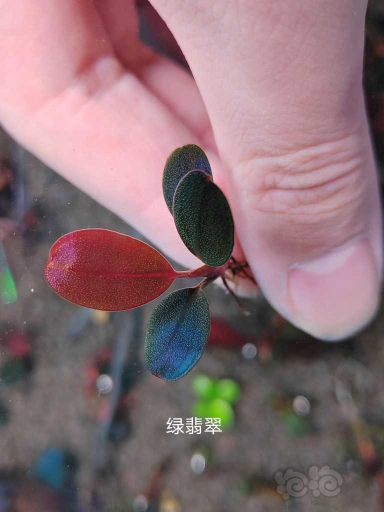 【水草】2022-11-14#RMB拍卖# 经典花溪海，绿翡翠，红野-图4