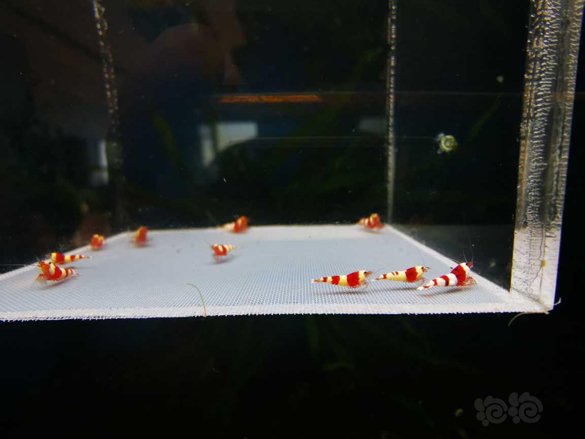 【虾】2022-11-22#RMB#拍卖红白一份10只-图8