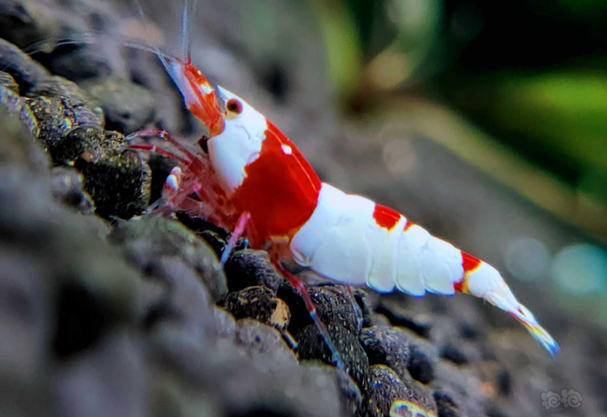 【水晶虾】出两组红白厚甲红爪苗-图7