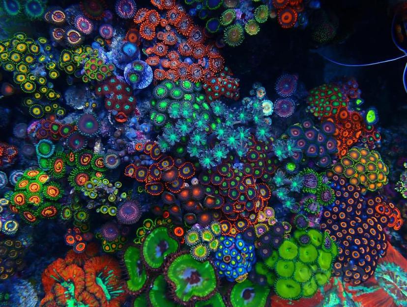 珊瑚有毒-图1