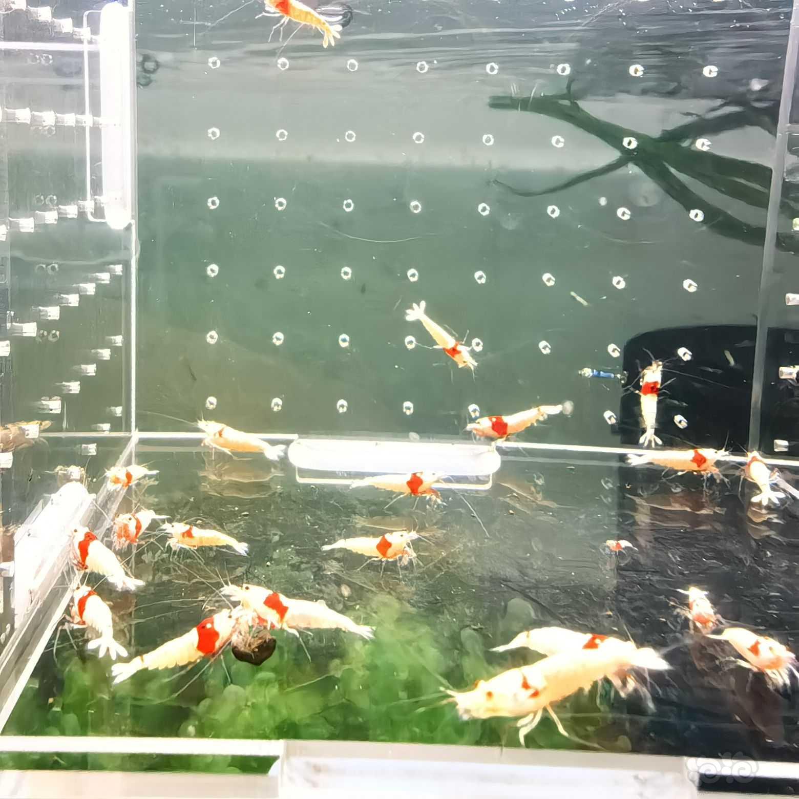 【虾螺】出纯血红白就剩两组2百只了，要的速度-图9