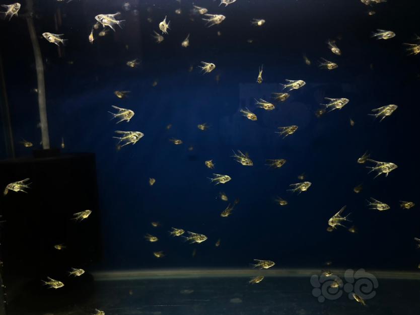 蓝魔燕鱼繁殖过程-图2