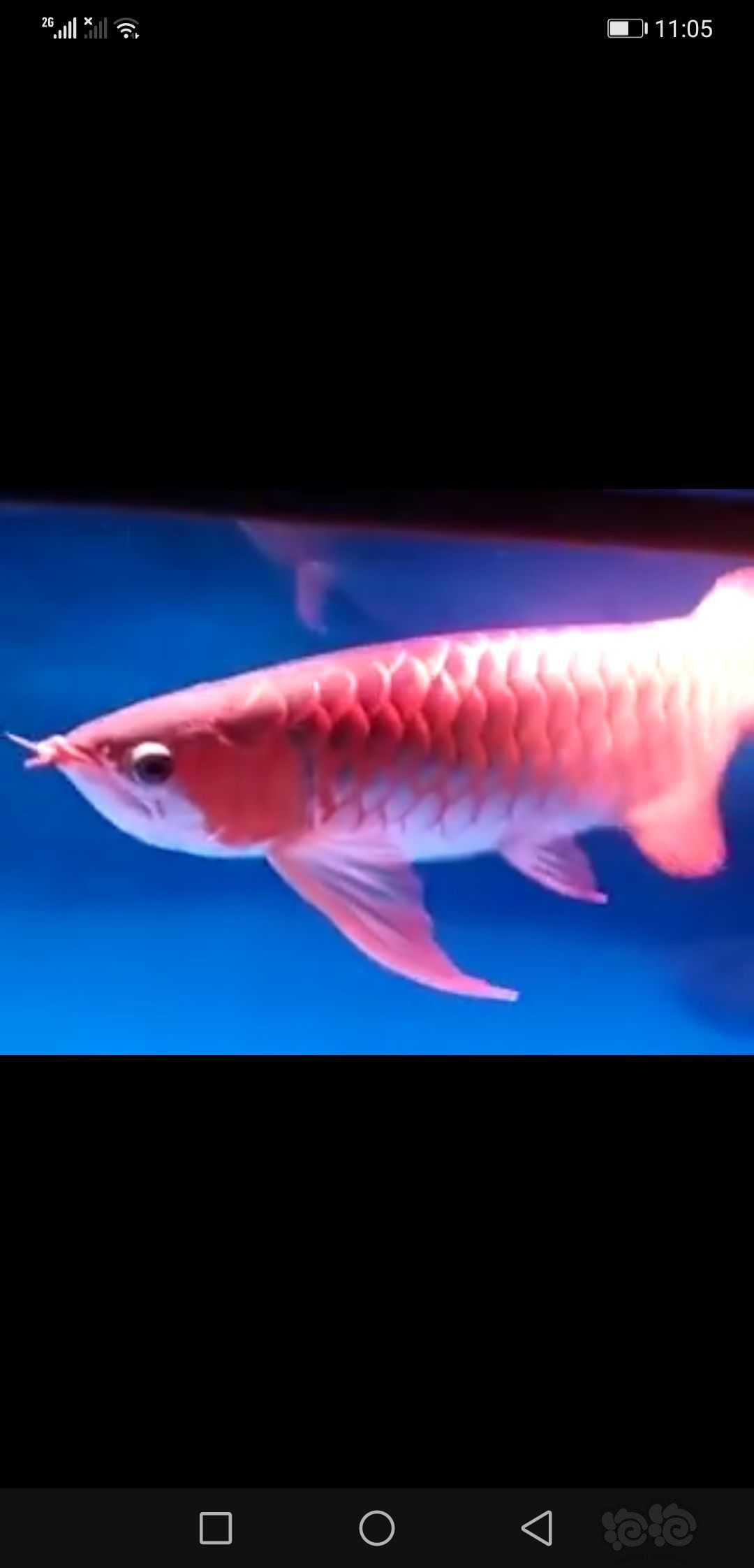 【龙鱼】红龙鱼-图3