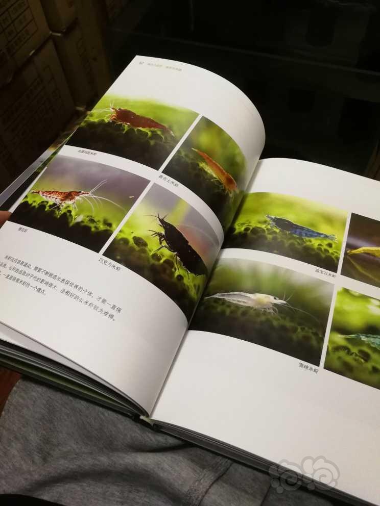 【用品】2022-11-28#RMB拍卖#全新《情迷水晶虾》书一本-图8