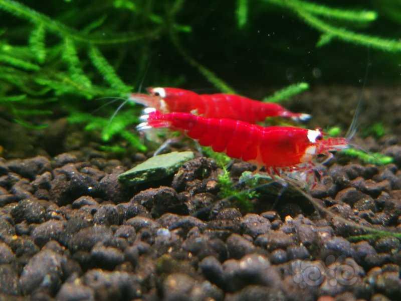 【水晶虾】《圣诞红水晶虾》-图1