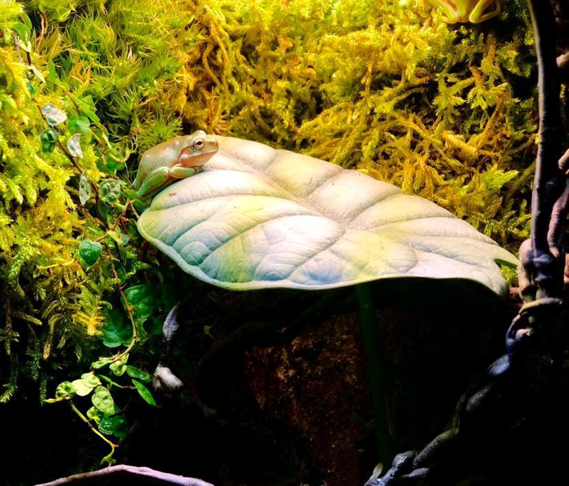 【雨林】3只蛙的雨林缸-图4