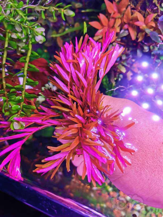 出售打头水草血宫紫红丁香红唇丁香印度小圆叶10元不包邮