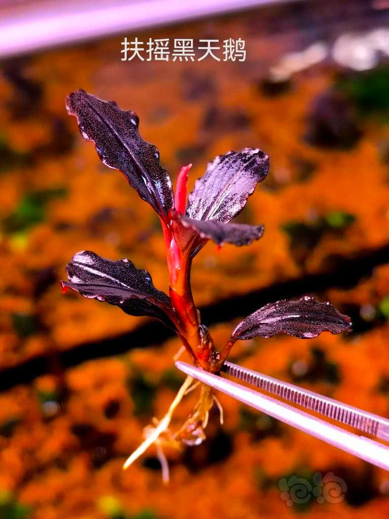 【水草】2022-11-12#RMB拍卖#直立生长卡佩特丛等三个品种-图3