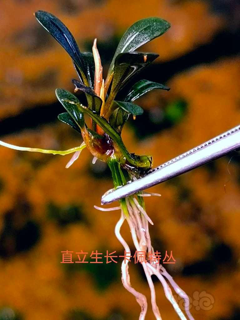 【水草】2022-11-12#RMB拍卖#直立生长卡佩特丛等三个品种-图1