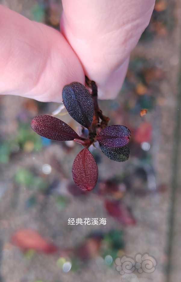 【水草】2022-11-14#RMB拍卖# 经典花溪海，绿翡翠，红野-图1