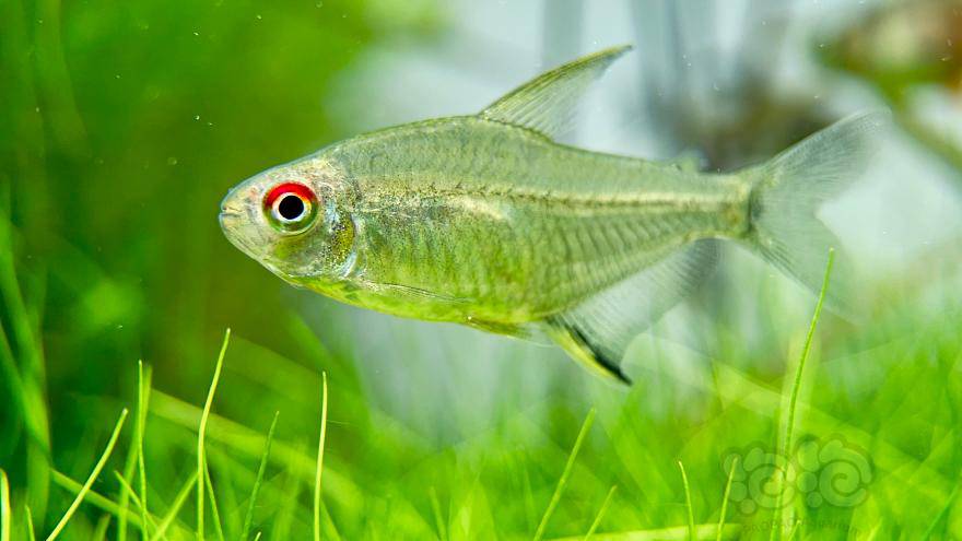 【灯科鱼】柠檬与火焰-图1