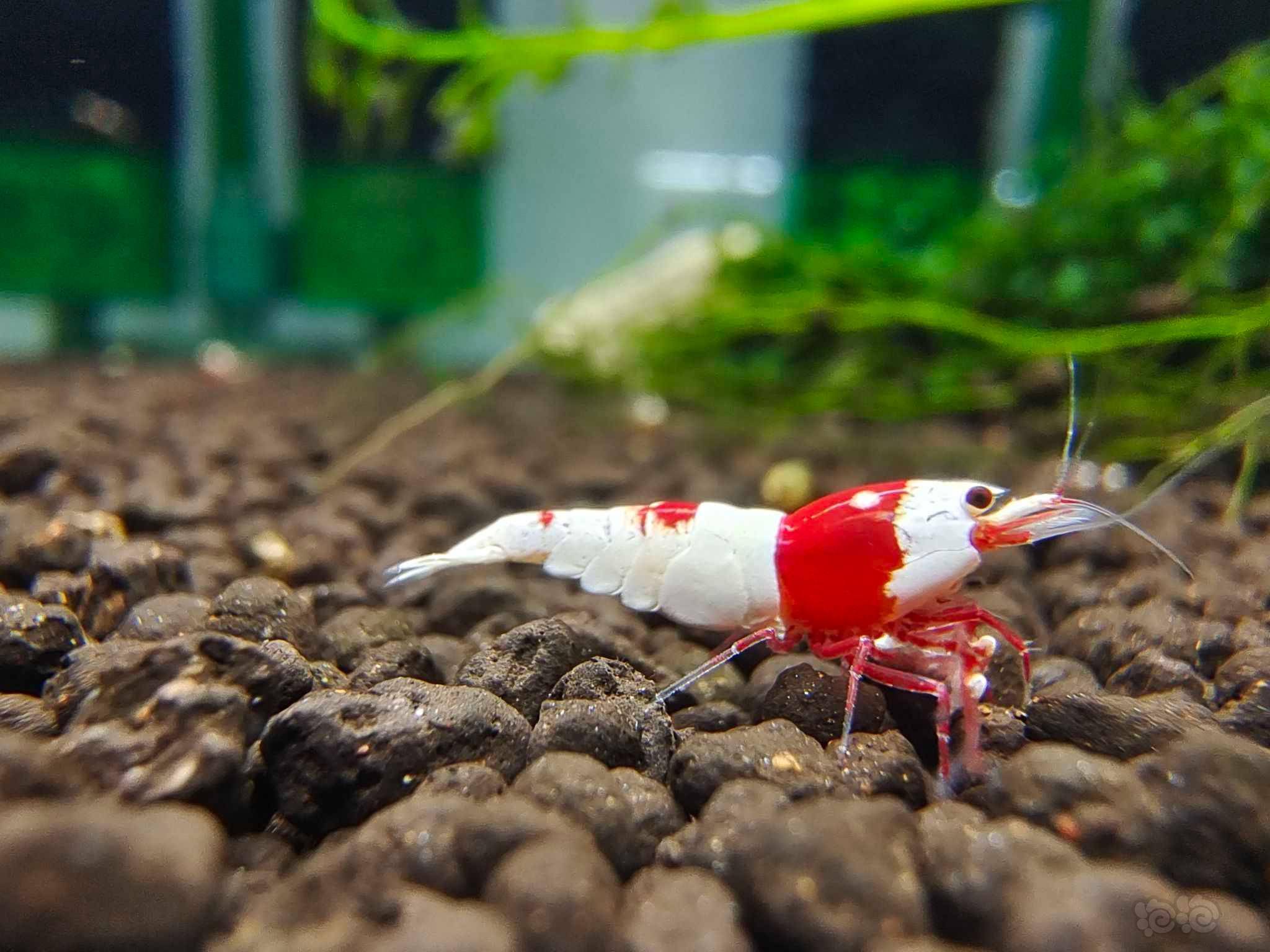 2022-11-10#rmb拍卖系统红白水晶虾4只-图9