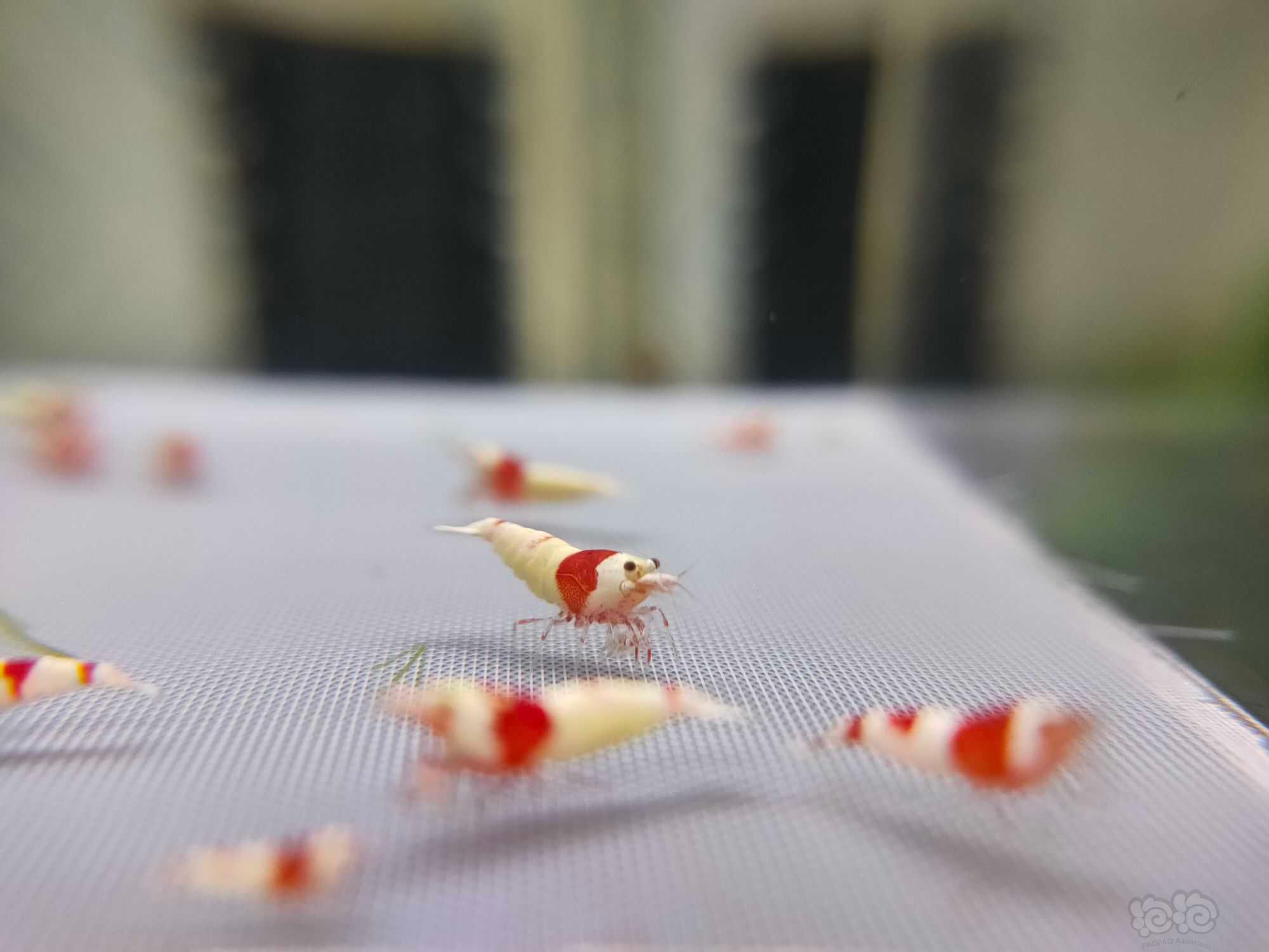 【水晶虾】出两组红白厚甲红爪苗-图3