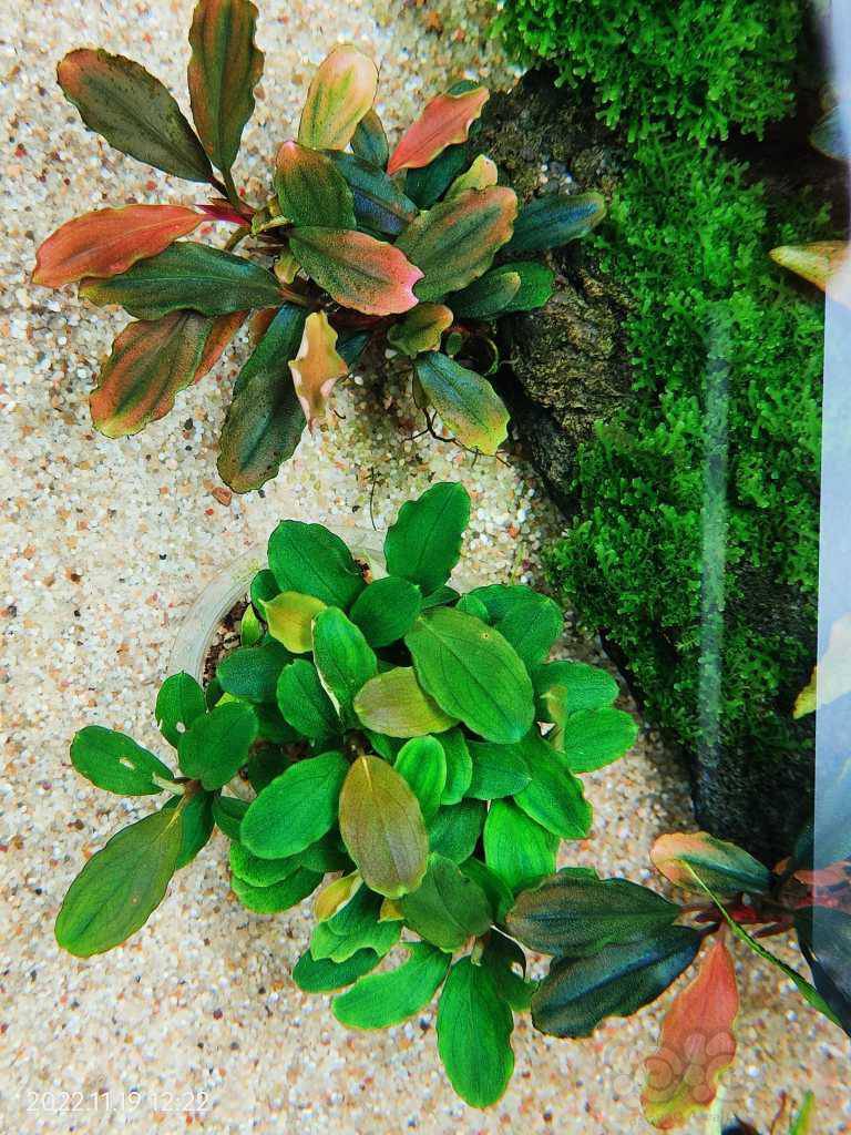 幽灵辣椒榕发色-图1