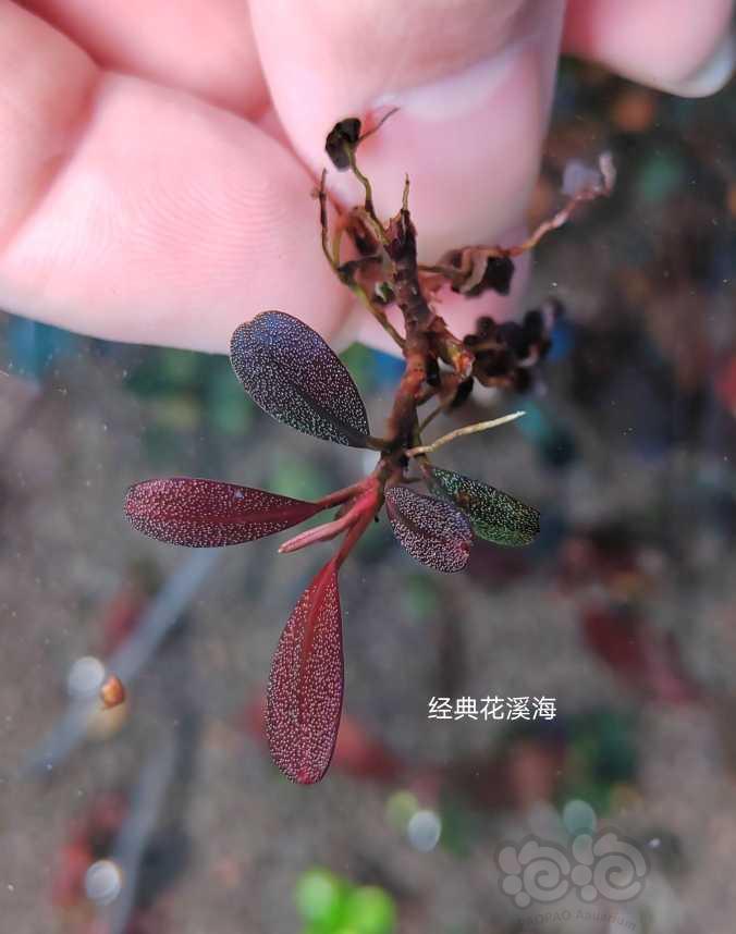 【水草】2022-11-14#RMB拍卖# 经典花溪海，绿翡翠，红野-图2