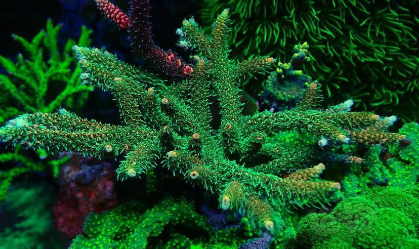 漂亮的珊瑚-图2