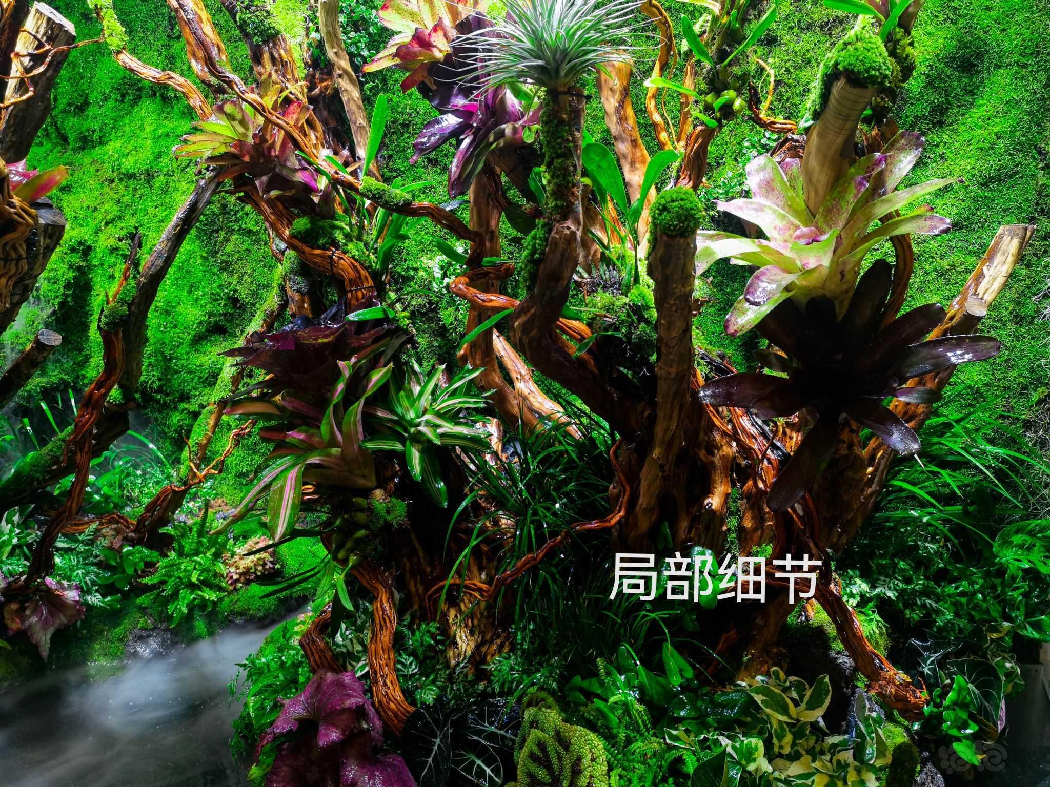 【雨林】分享一个大型雨林缸的制作过程-图25