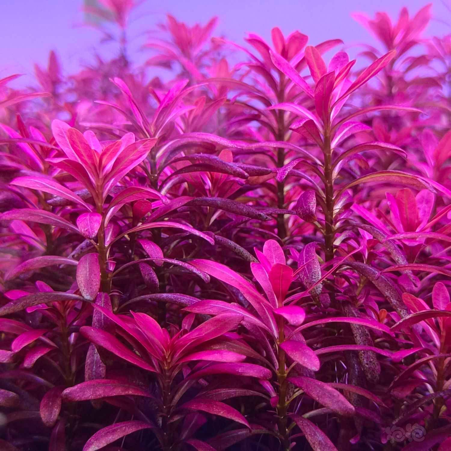 暗号:泡泡乌苏里聚藻20,紫百叶5,火焰丁香10,青丝红叶10,紫艳柳10