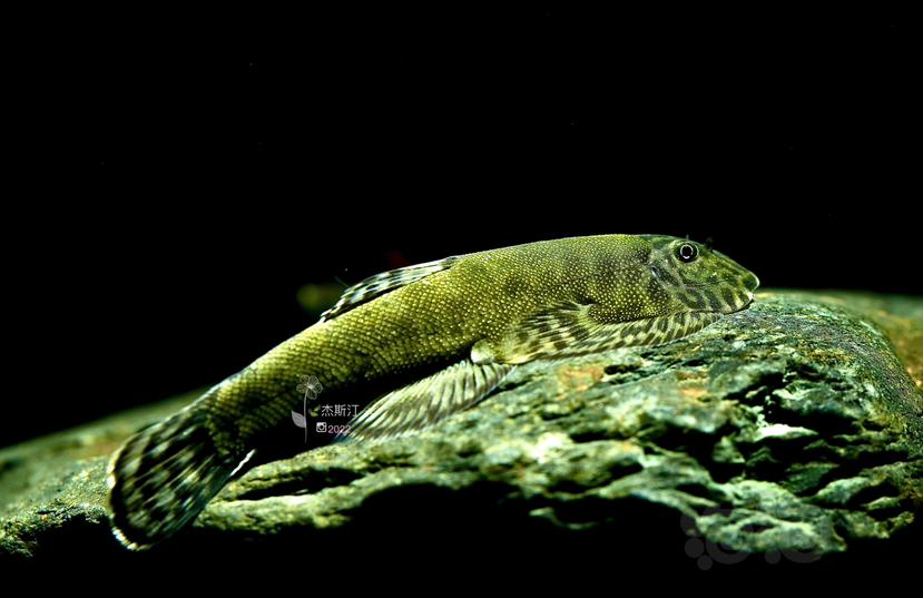 沙巴绿精灵吸鳅-图1
