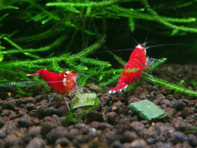 【水晶虾】《圣诞红水晶虾》-图1