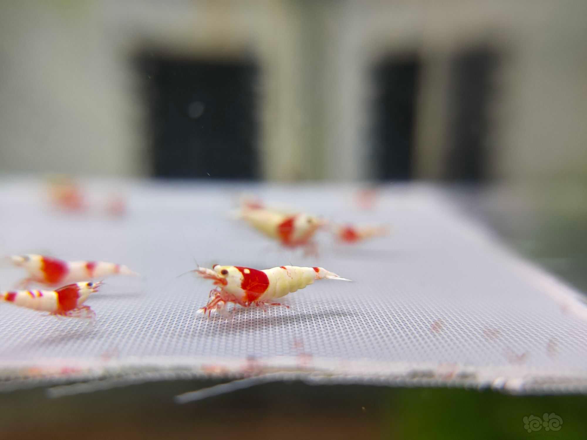 【水晶虾】出两组红白厚甲红爪苗-图4