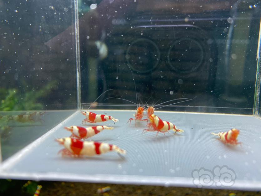 【虾】2022-11-20RMB拍卖经典三段 红爪基因红白相间7只-图5
