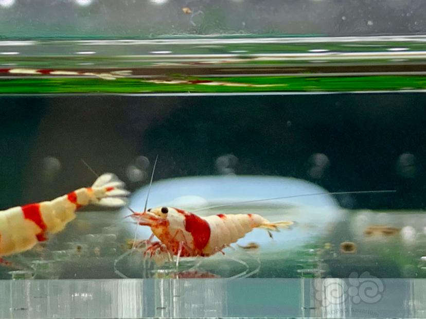【虾】2022-11-17#RMB拍卖纯血红白水晶虾5只-图6