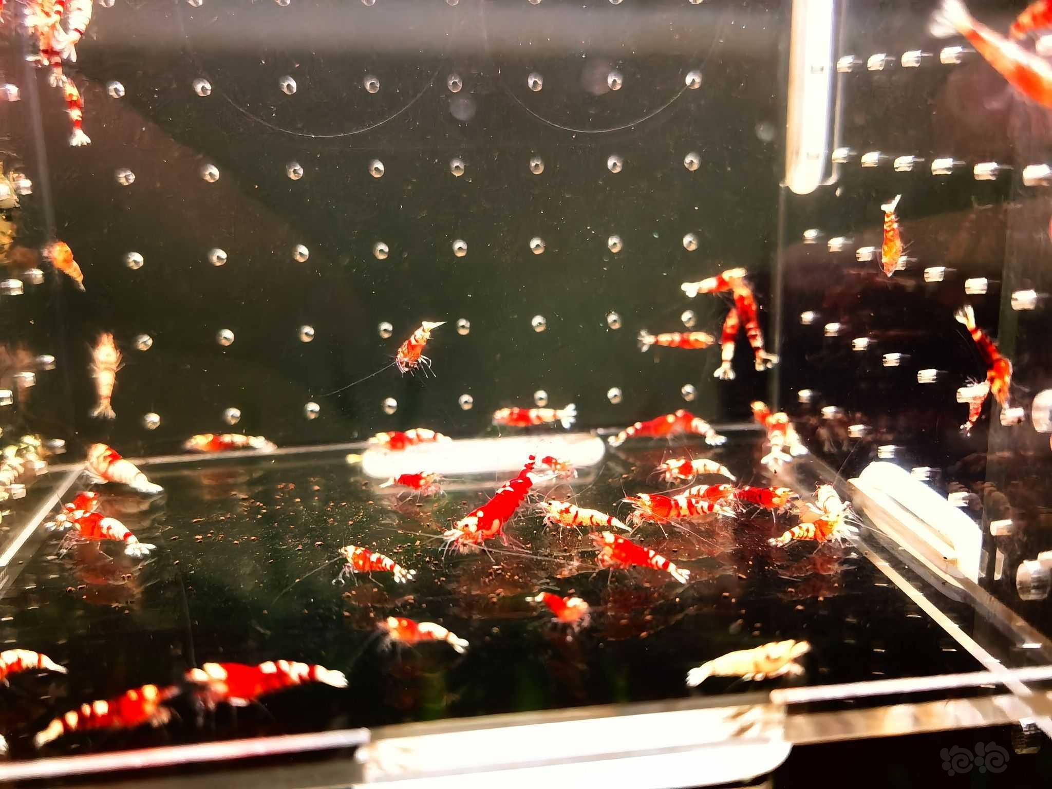 【虾螺】出售淘汰红黑花虎2百一组-图2