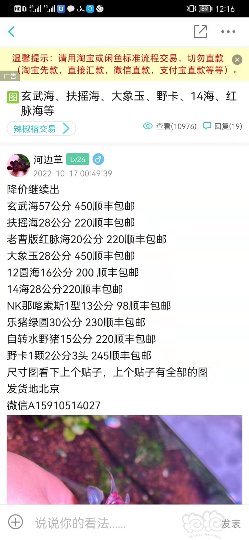 【辣椒榕】14海7.5元/cm，满200顺丰空运-图9