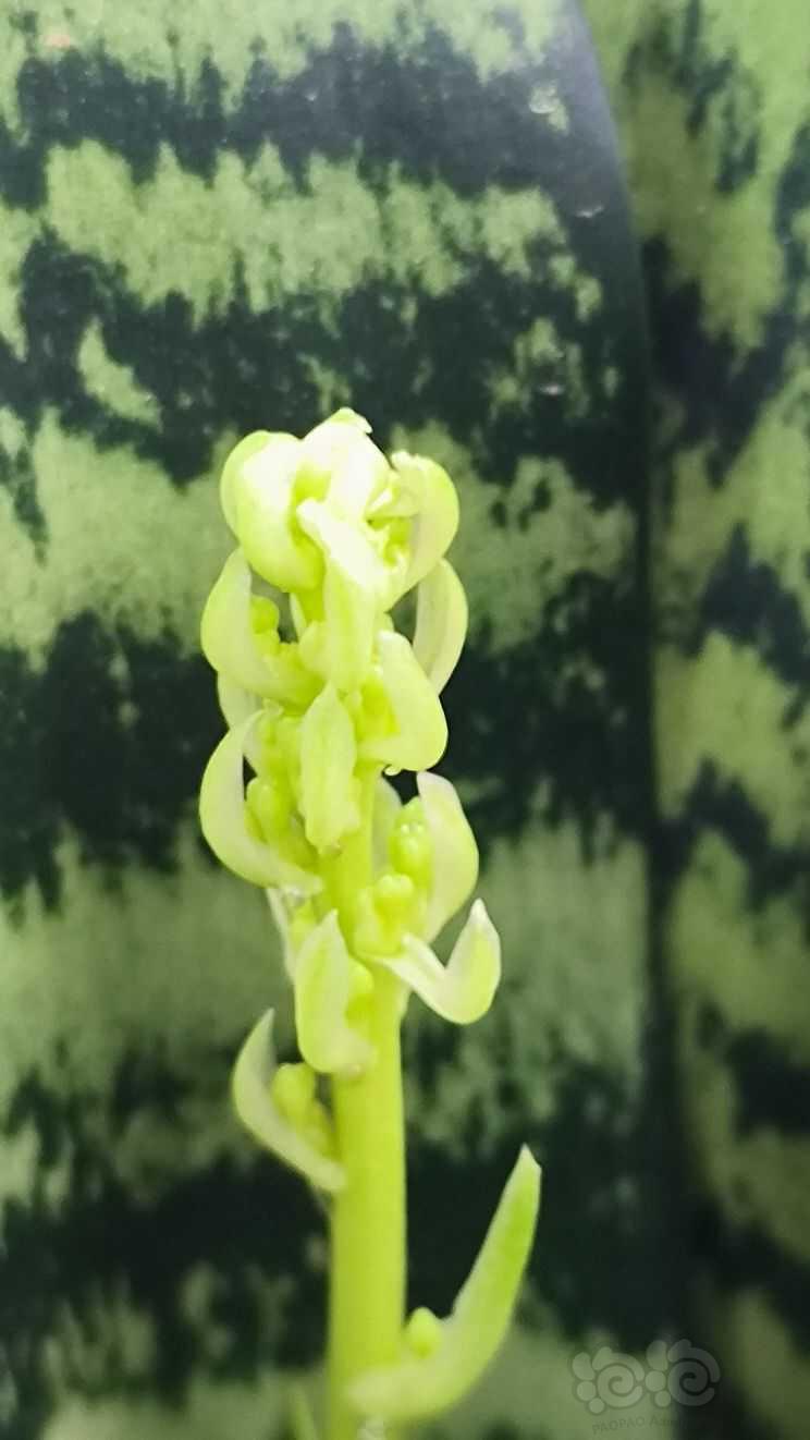 【盆栽】虎皮兰的花-图2