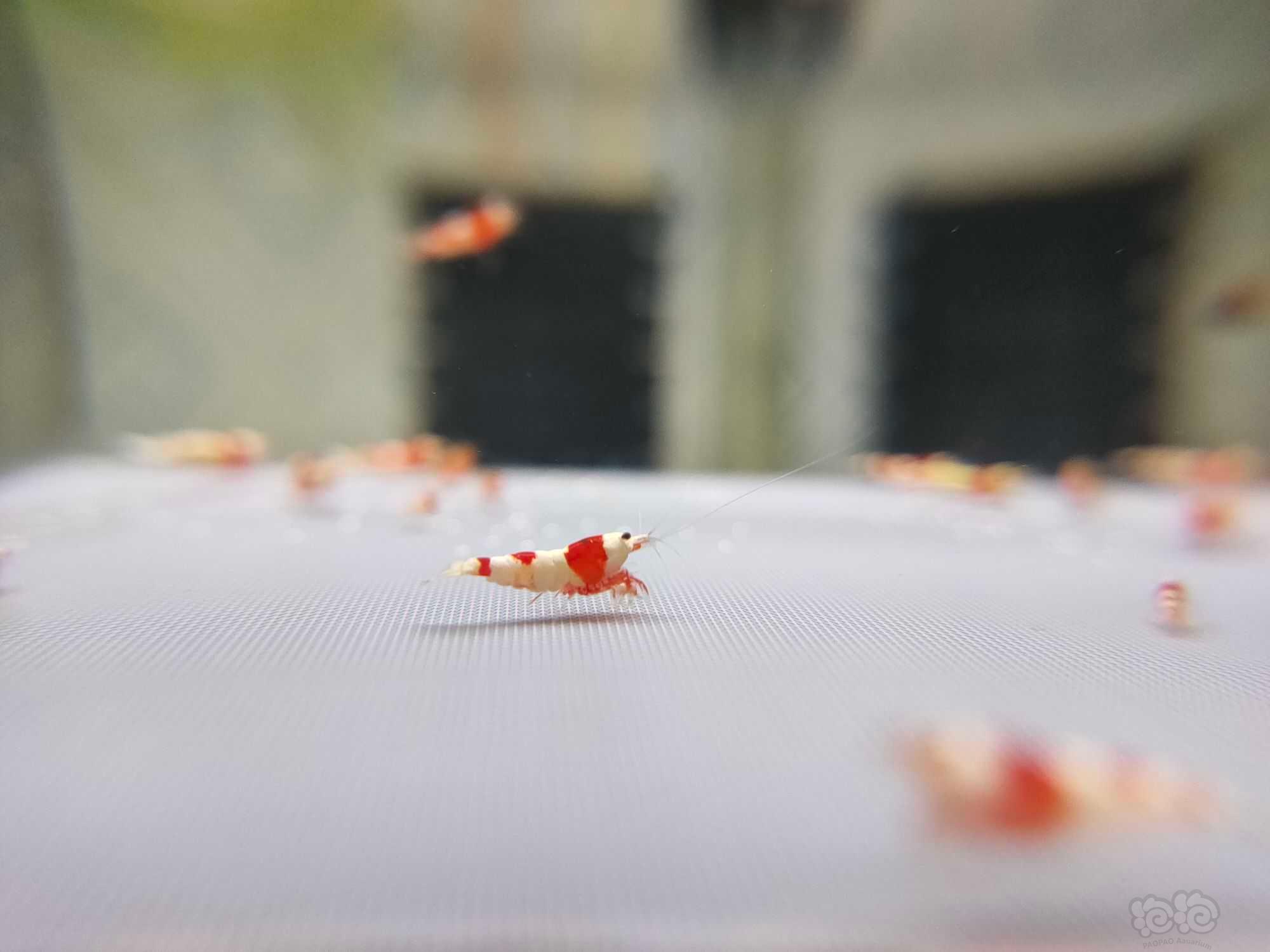 【水晶虾】出两组红白厚甲红爪苗-图2