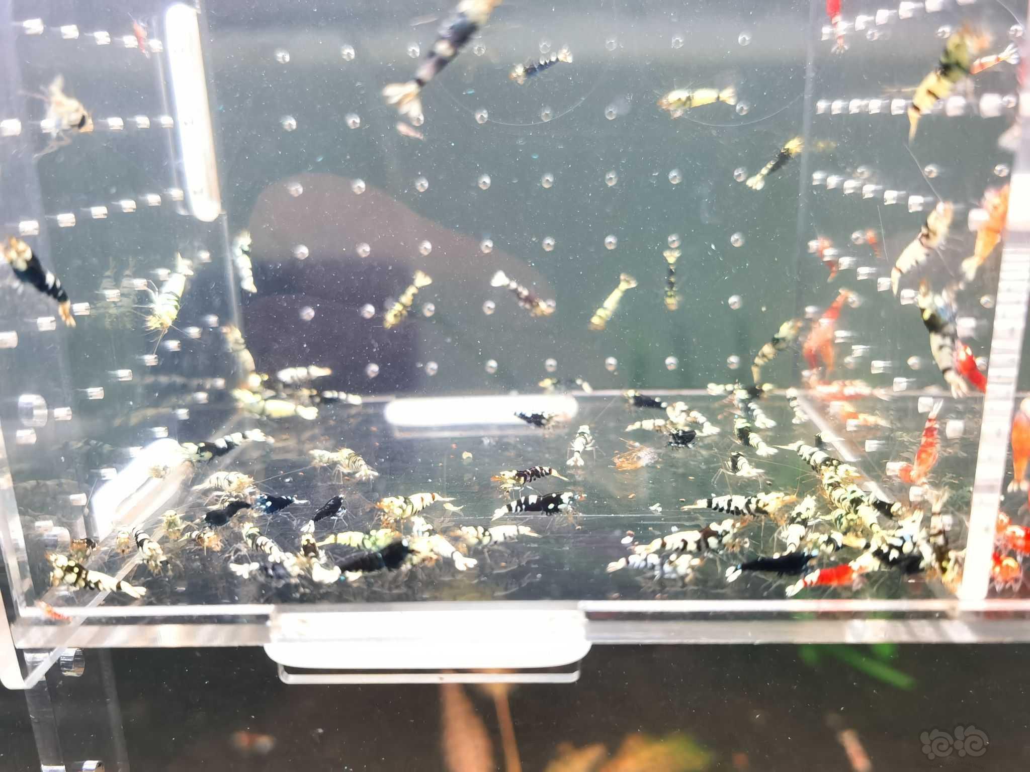 【虾螺】出售淘汰红黑花虎2百一组-图6
