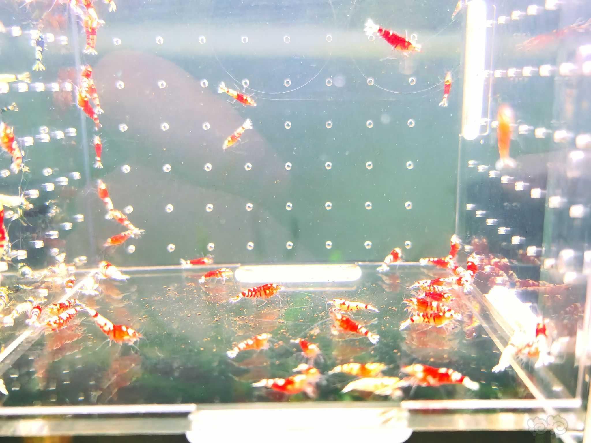 【虾螺】出售淘汰红黑花虎2百一组-图3