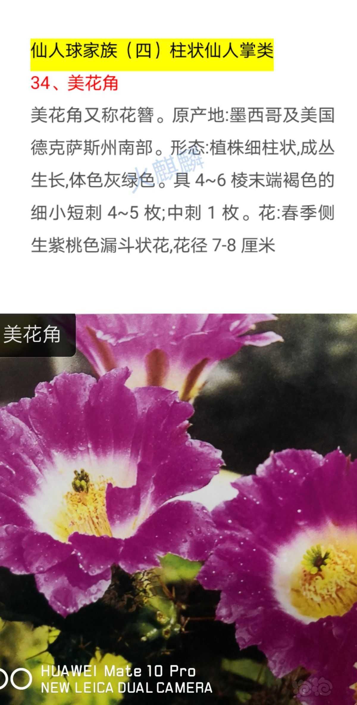 【仙人掌】仙人球花卉家族（总期700）-图1