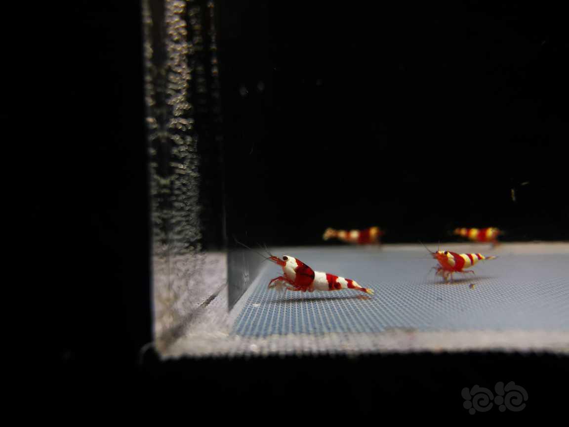 【虾】2022-11-22#RMB#拍卖红白一份10只-图6