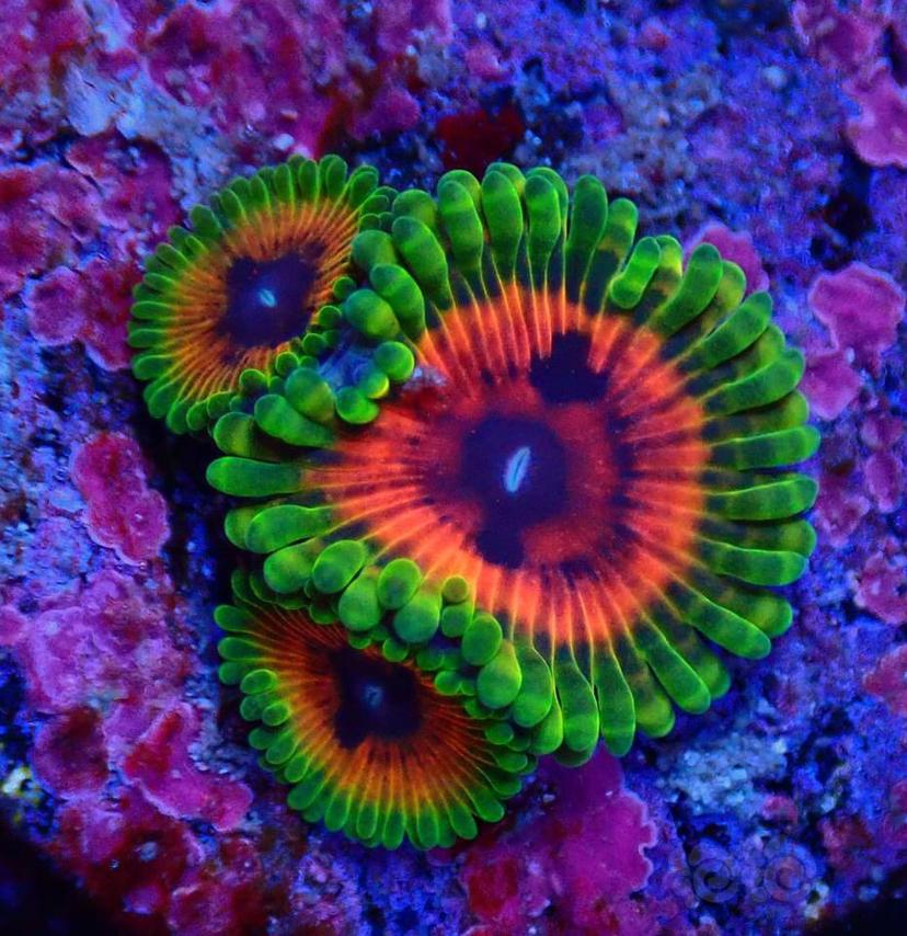 珊瑚有毒-图4