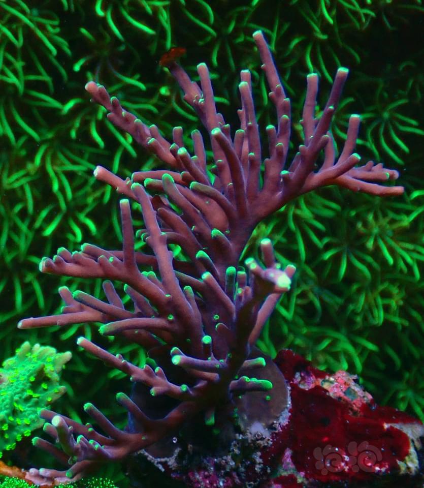 漂亮的珊瑚-图3