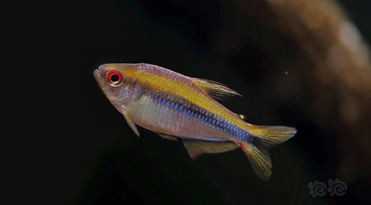 【灯科鱼】彩虹魔鬼(母)-图2