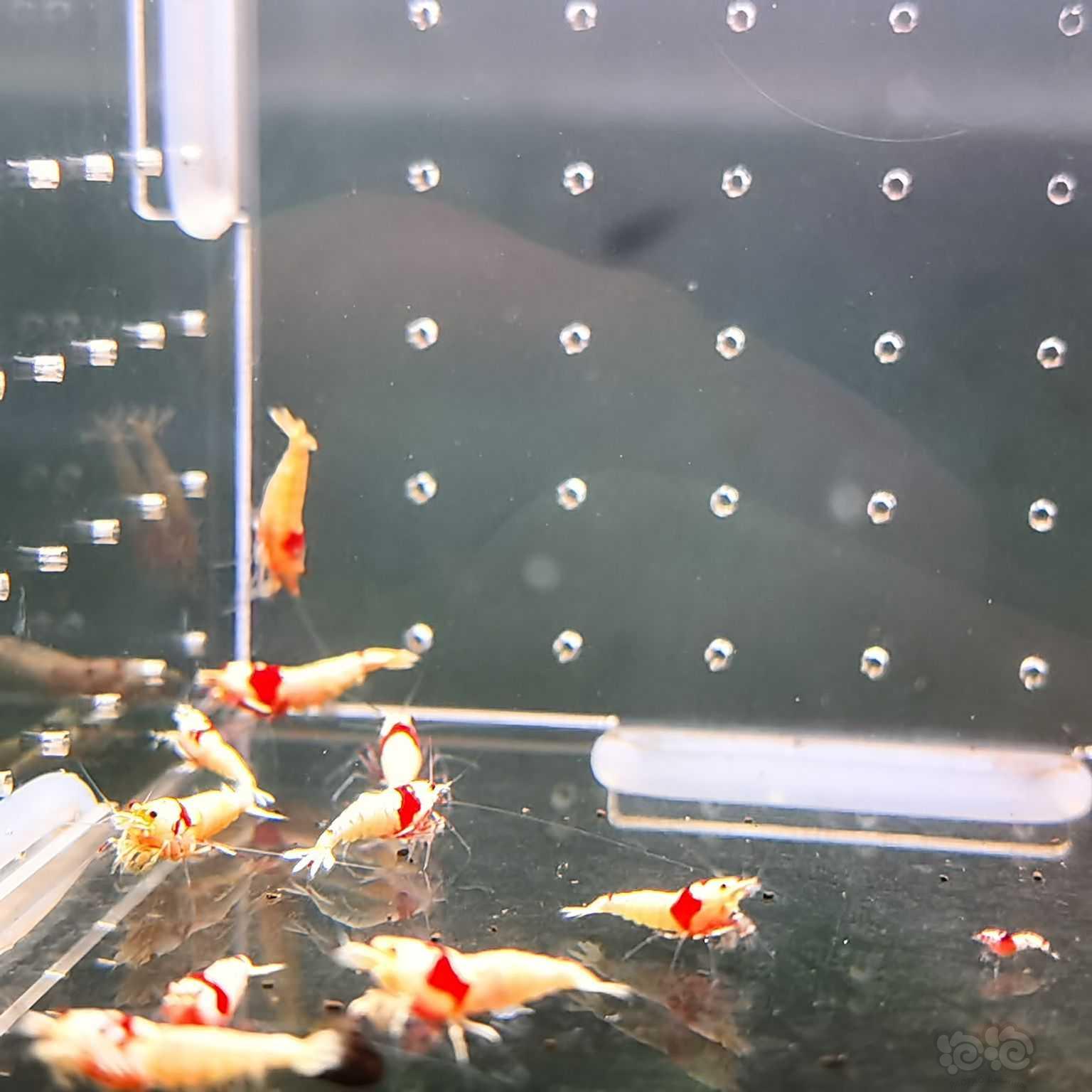 【虾螺】出纯血红白就剩两组2百只了，要的速度-图7
