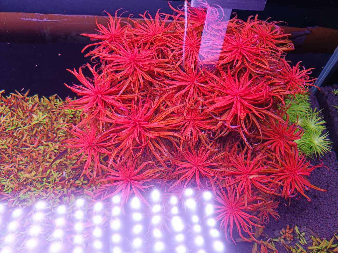 山东淄博出红太阳水草35包邮v13070651825-图1