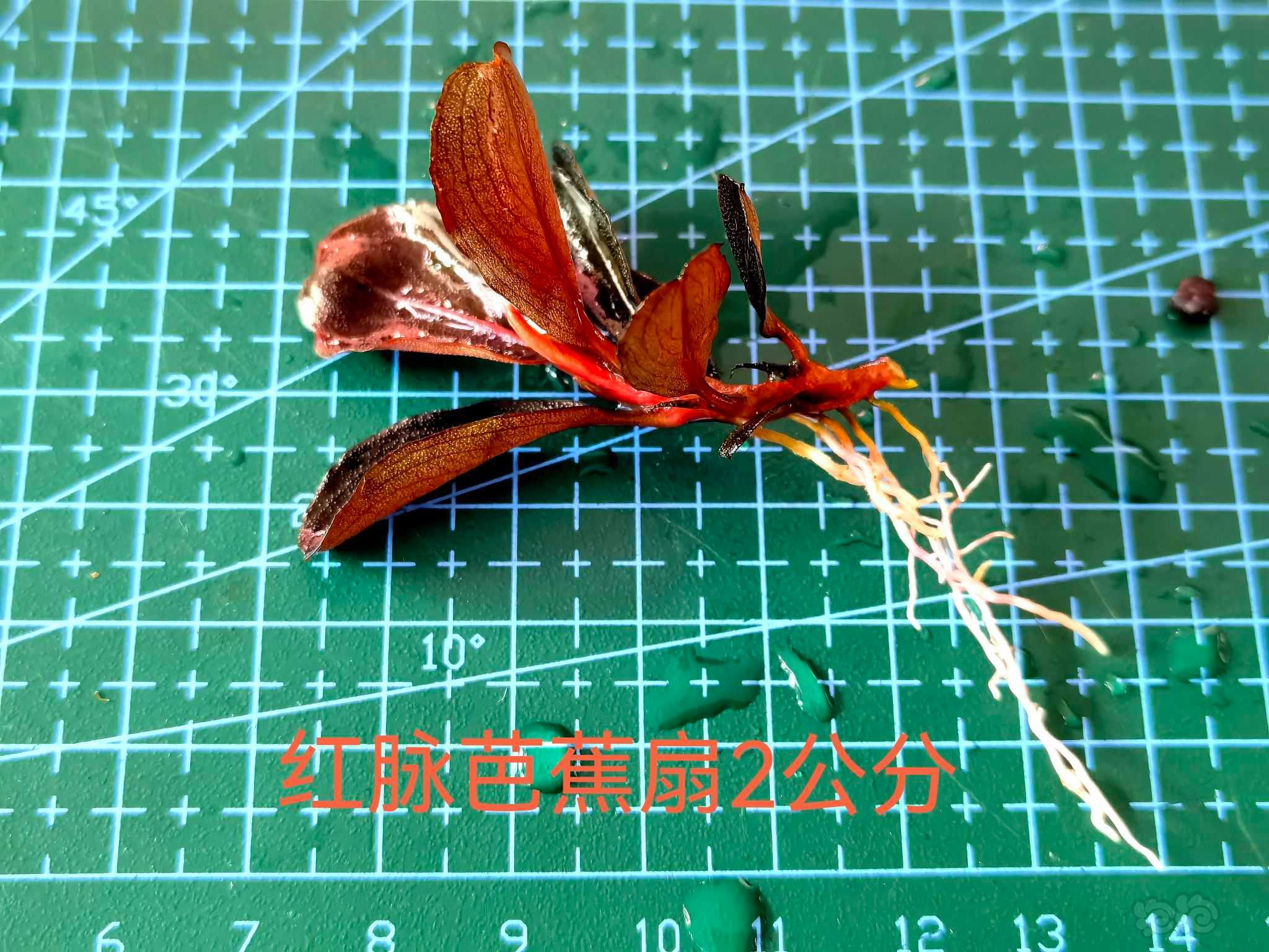 【辣椒榕】出红脉芭蕉，草堂圆-图4