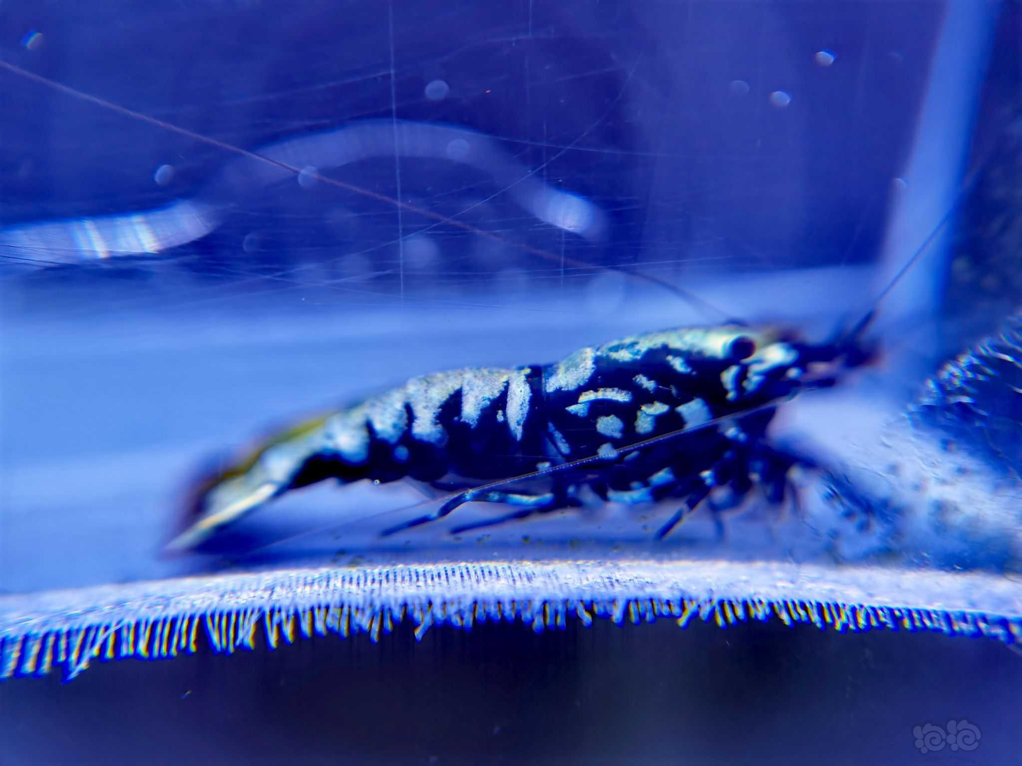 【水晶虾】出蓝蟒纹水晶虾-图6