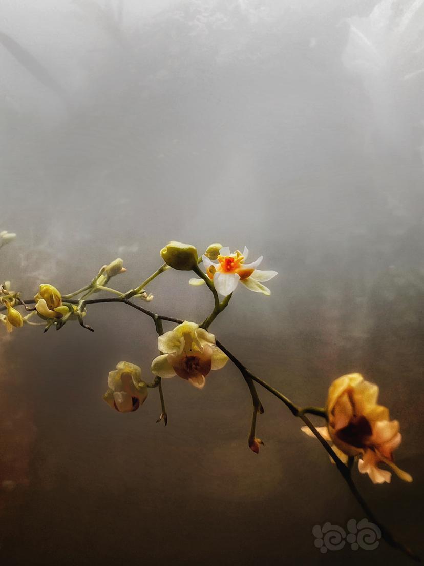 【雨林】开了雾化的一支小黄花-图1